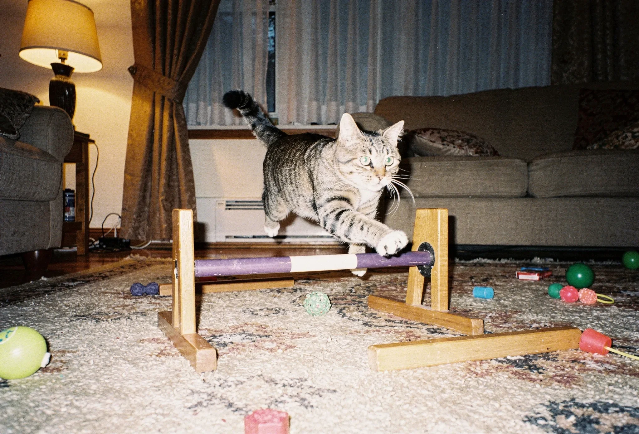 Обучаются ли кошки.webp