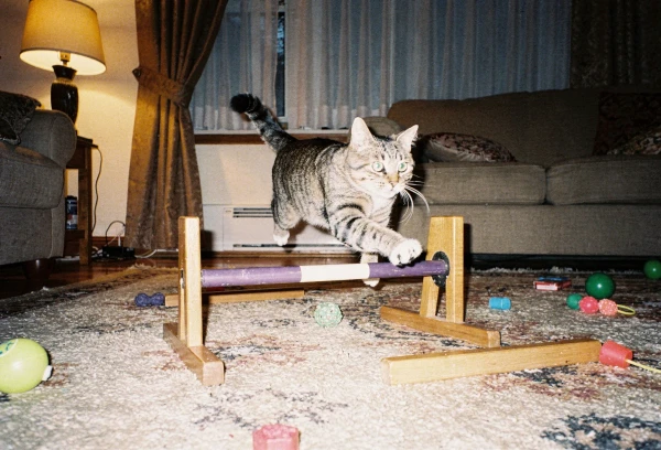 Обучаются ли кошки.webp